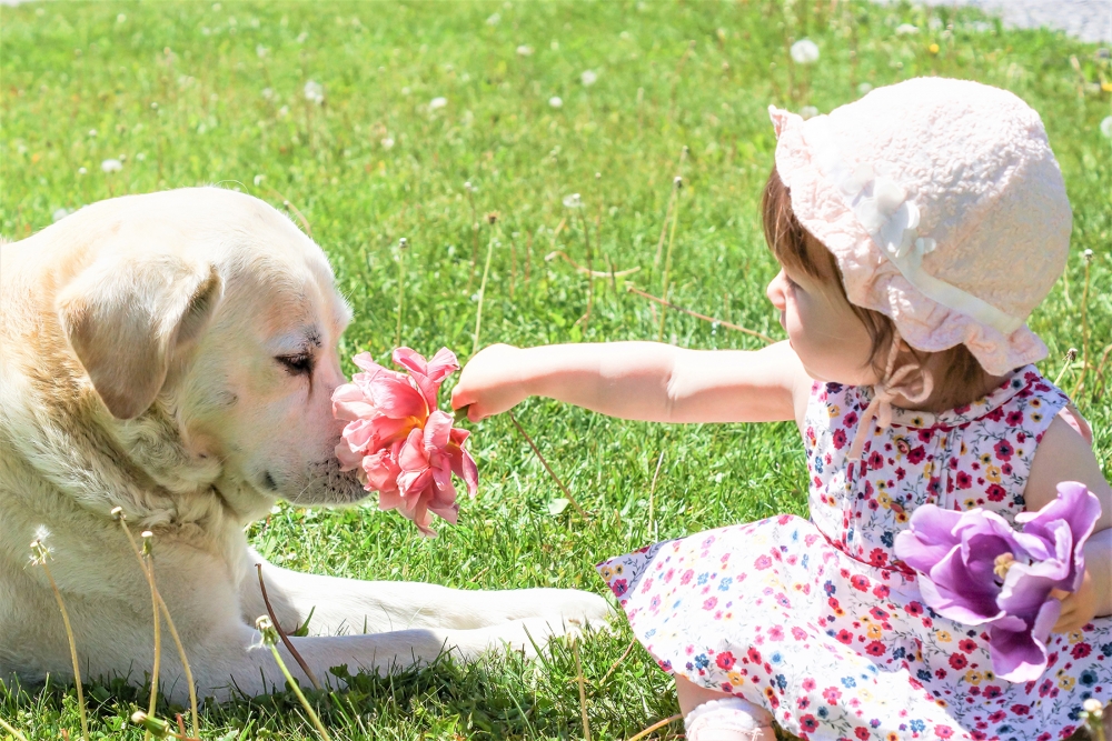 young girl in a flower outfit holding a flower out while a golden lab smells it