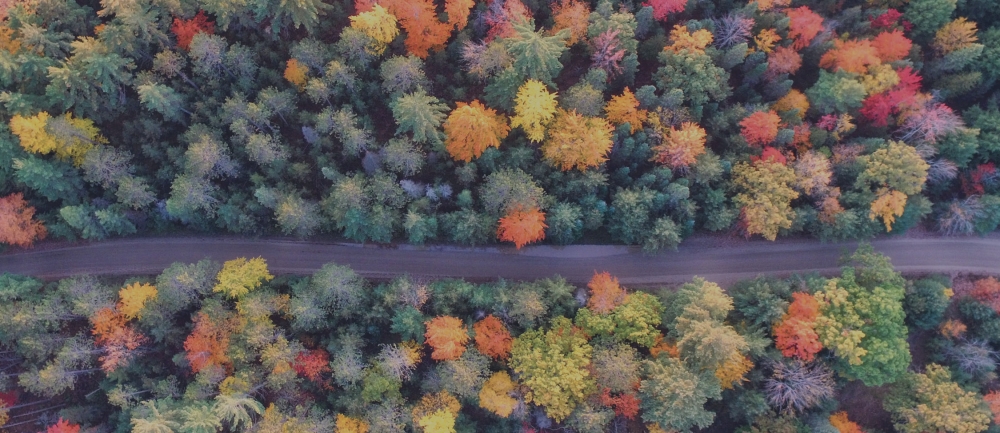 arial view of a winding road in the fall with different colored trees