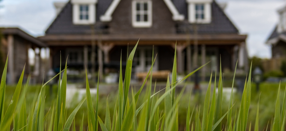 tall grass with house behind
