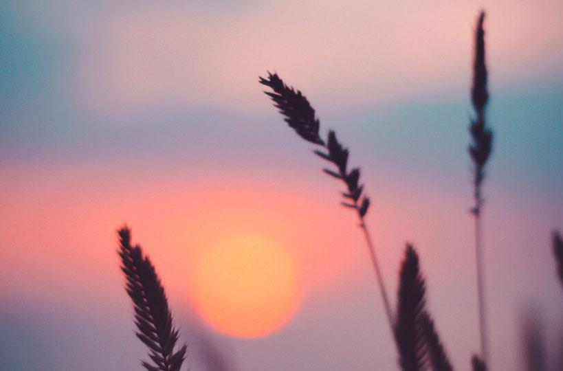 tall grass with a sunset in the background